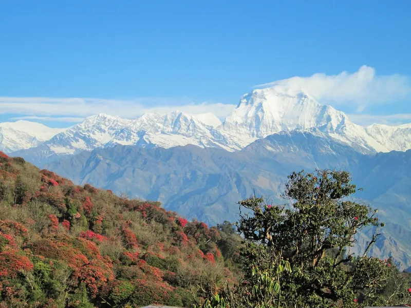 Himalayan peaks with rhododendron forests in bloom